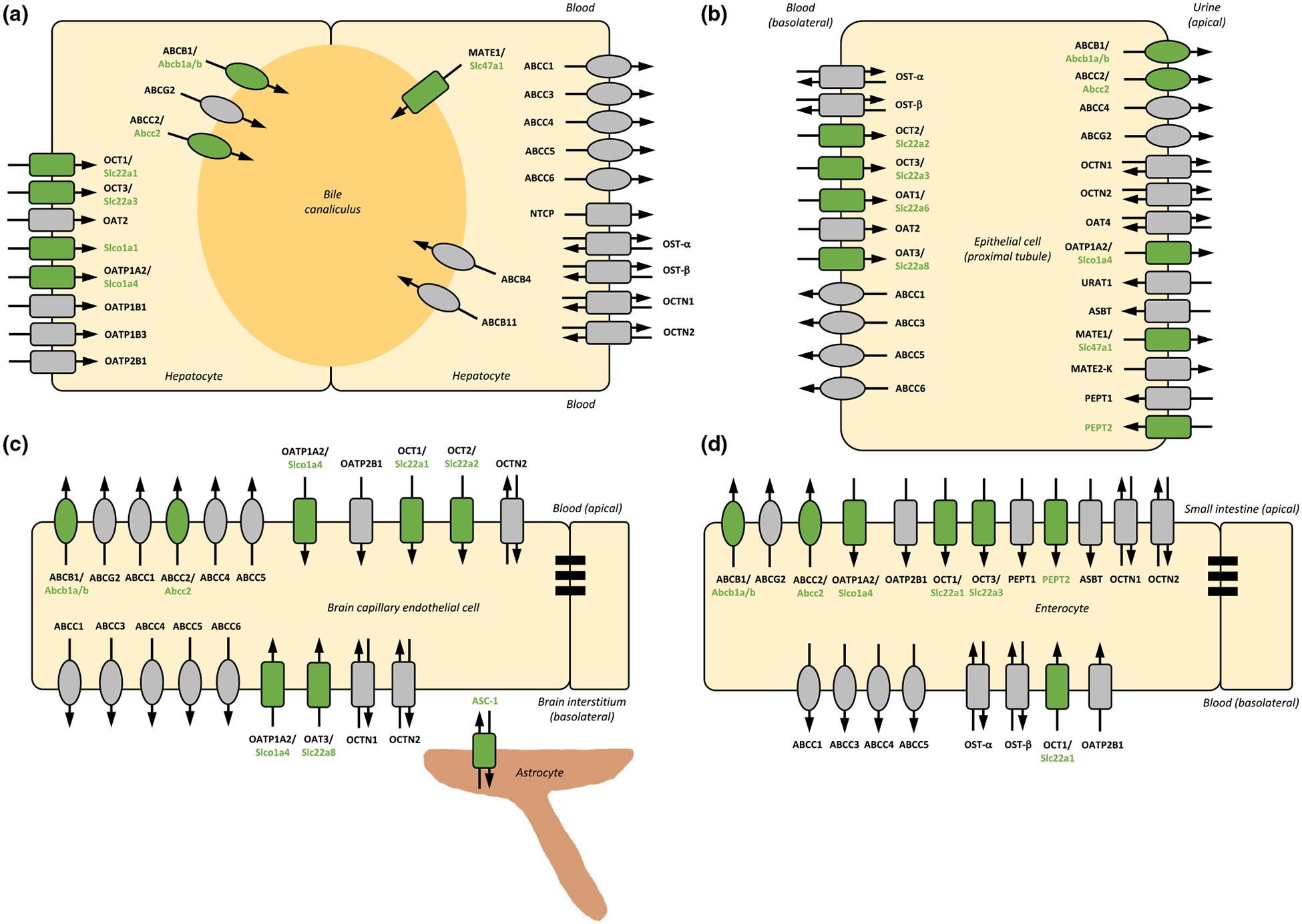 https://cdn.ncbi.nlm.nih.gov/pmc/blobs/7232/12038916/0d0f1864b1f2/nihms-2072794-f0001.jpg