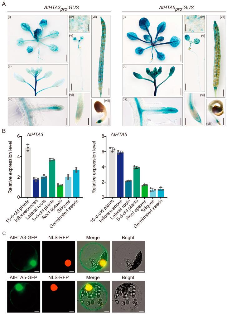 https://cdn.ncbi.nlm.nih.gov/pmc/blobs/7235/11354415/517d40c1e2bd/ijms-25-08940-g003.jpg