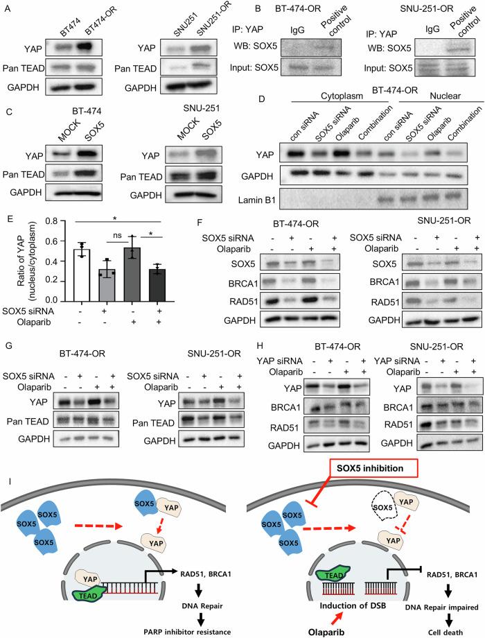 https://cdn.ncbi.nlm.nih.gov/pmc/blobs/7238/12022250/0445137c1c5b/41419_2025_7660_Fig5_HTML.jpg