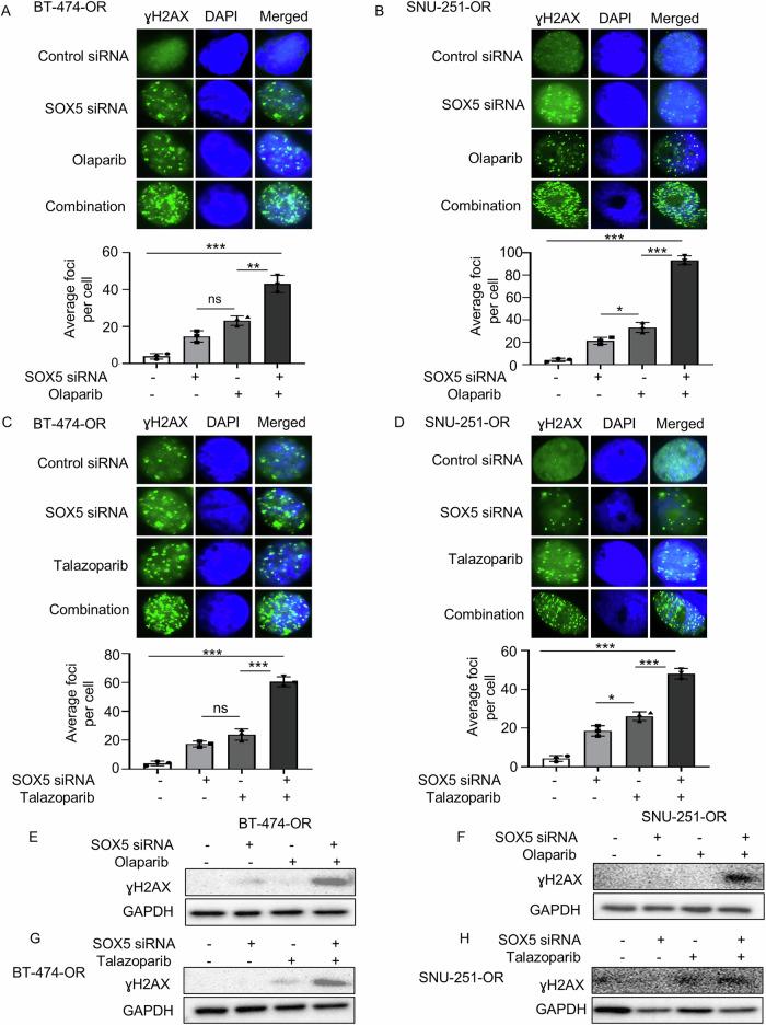 https://cdn.ncbi.nlm.nih.gov/pmc/blobs/7238/12022250/5ed78c02e1ba/41419_2025_7660_Fig3_HTML.jpg