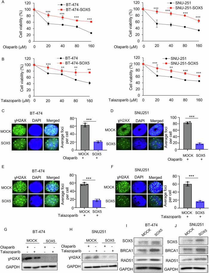 https://cdn.ncbi.nlm.nih.gov/pmc/blobs/7238/12022250/91d1408c39d9/41419_2025_7660_Fig4_HTML.jpg