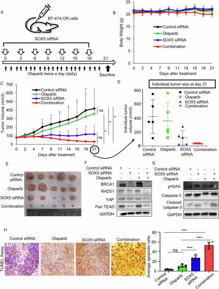 https://cdn.ncbi.nlm.nih.gov/pmc/blobs/7238/12022250/d3ce1ed594bb/41419_2025_7660_Fig6_HTML.jpg