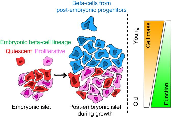https://cdn.ncbi.nlm.nih.gov/pmc/blobs/723b/5610262/1cdce94f6b3c/41467_2017_461_Fig7_HTML.jpg
