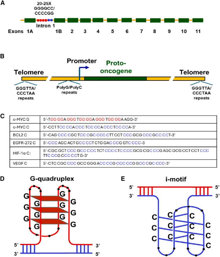 https://cdn.ncbi.nlm.nih.gov/pmc/blobs/723c/11699388/a8db5e0ecf17/gr1.jpg