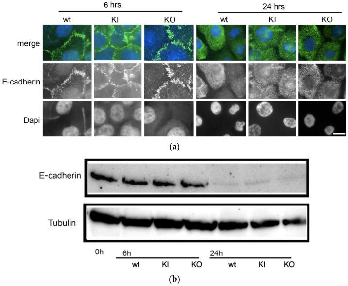 https://cdn.ncbi.nlm.nih.gov/pmc/blobs/723d/10672141/44ea318a7d66/jof-09-01097-g007.jpg