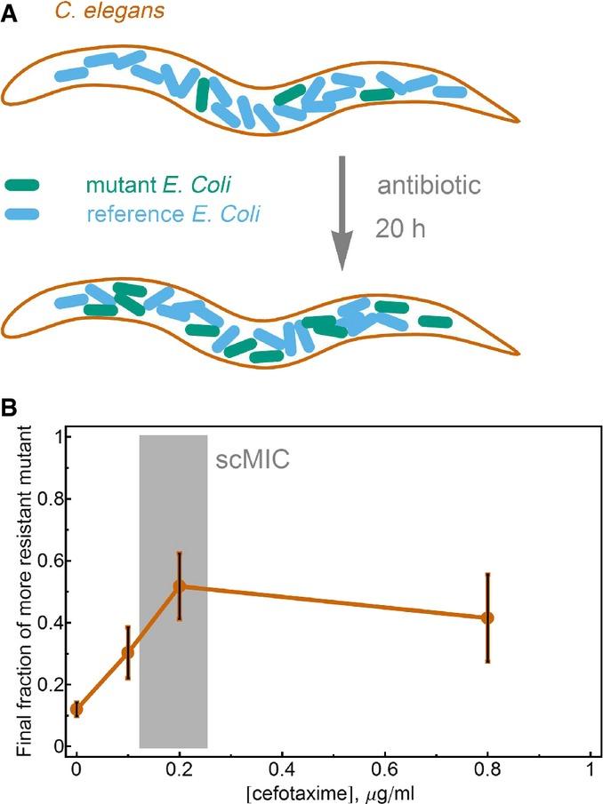 https://cdn.ncbi.nlm.nih.gov/pmc/blobs/723e/4547850/f27b8a2c2463/msb0011-0822-f5.jpg