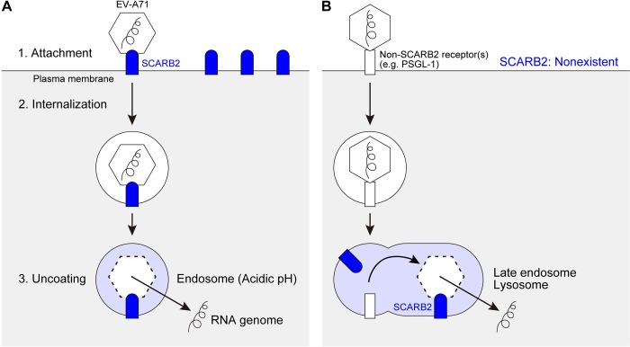 https://cdn.ncbi.nlm.nih.gov/pmc/blobs/7246/10901359/ca7433f28e5f/ppat.1012022.g001.jpg