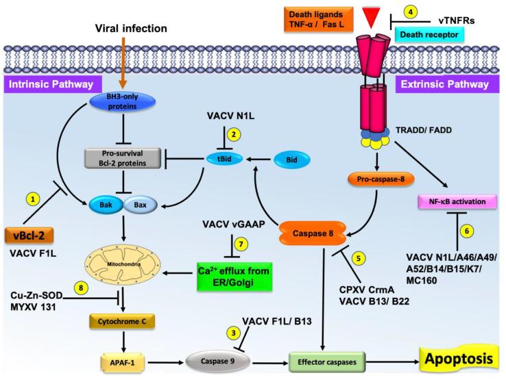 https://cdn.ncbi.nlm.nih.gov/pmc/blobs/7249/7823800/157760e0e33f/pathogens-10-00006-g002.jpg