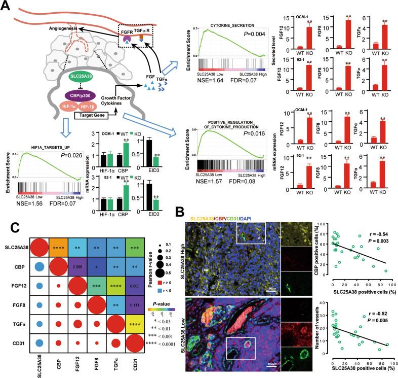 https://cdn.ncbi.nlm.nih.gov/pmc/blobs/724e/9001737/d7482e31cdce/41419_2022_4718_Fig5_HTML.jpg