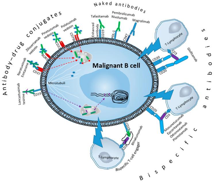 https://cdn.ncbi.nlm.nih.gov/pmc/blobs/7253/10378108/df442e83c0b6/cells-12-01858-g002.jpg