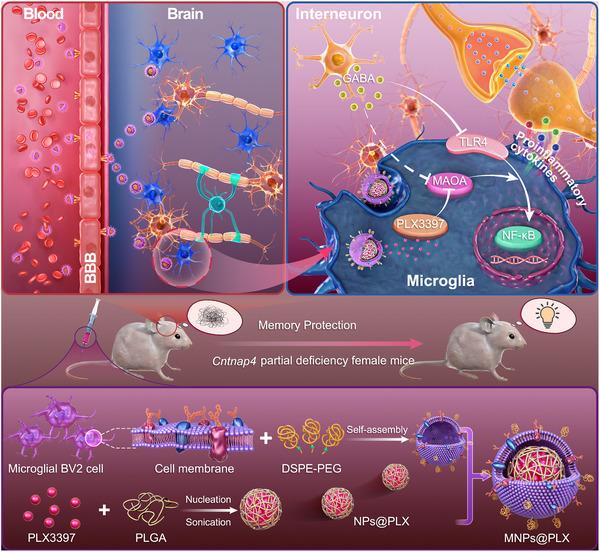 https://cdn.ncbi.nlm.nih.gov/pmc/blobs/7259/10624376/6974231e4ddf/EXP2-3-20220160-g010.jpg