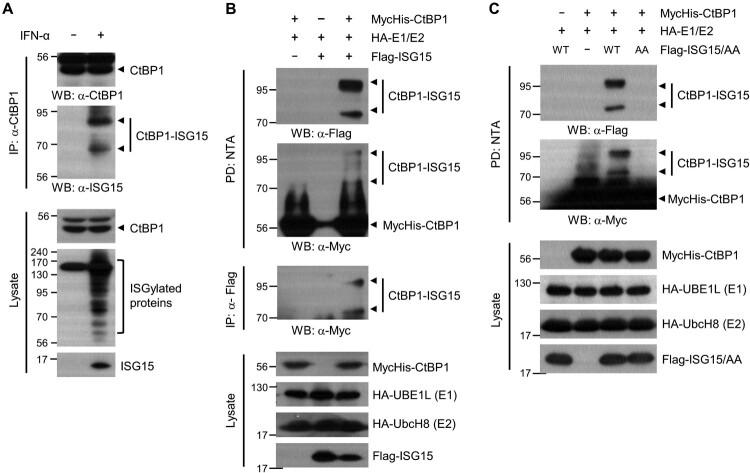 https://cdn.ncbi.nlm.nih.gov/pmc/blobs/725b/10885760/d0a9e5dcc88e/TACS_A_2321354_F0001_OB.jpg