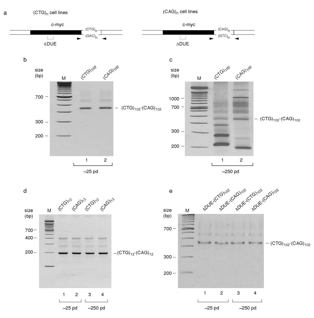 https://cdn.ncbi.nlm.nih.gov/pmc/blobs/725b/2924473/1ce3dc8a2307/nihms218518f2.jpg