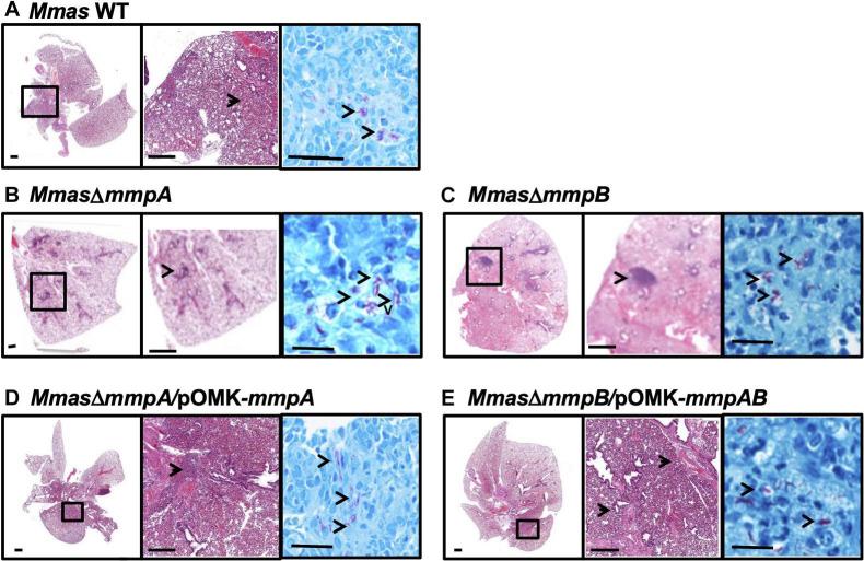 https://cdn.ncbi.nlm.nih.gov/pmc/blobs/725b/8317493/fa0c1516f138/fmicb-12-706207-g008.jpg