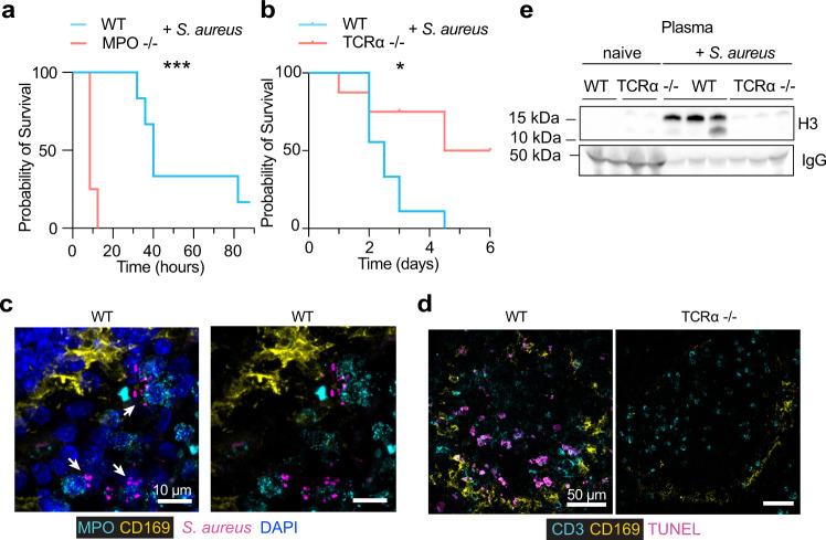 https://cdn.ncbi.nlm.nih.gov/pmc/blobs/725b/9363484/2b3d97830e01/41467_2022_32320_Fig6_HTML.jpg
