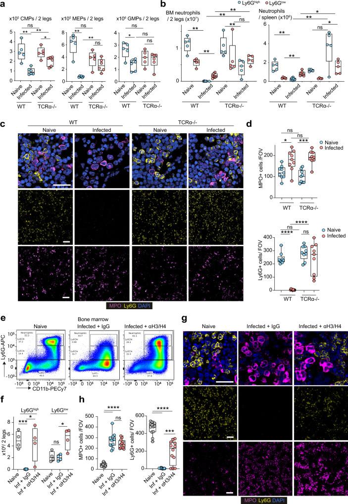 https://cdn.ncbi.nlm.nih.gov/pmc/blobs/725b/9363484/2f6599629c50/41467_2022_32320_Fig9_HTML.jpg