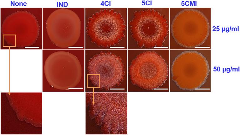 https://cdn.ncbi.nlm.nih.gov/pmc/blobs/7260/9244173/9797004ca66a/fmicb-13-872943-g004.jpg