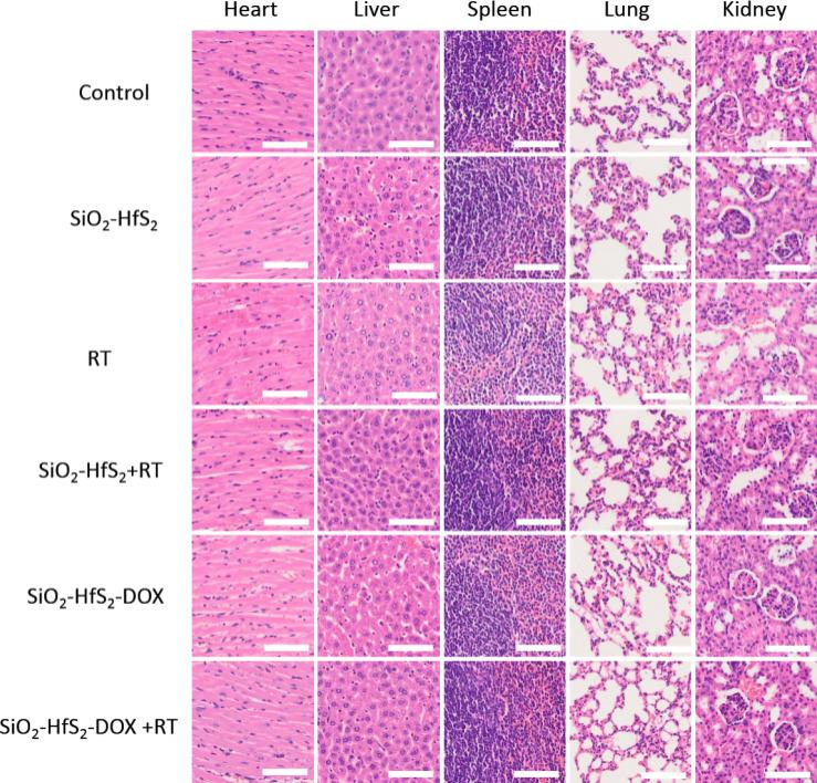 https://cdn.ncbi.nlm.nih.gov/pmc/blobs/7261/12319106/2eb90950883f/41598_2025_13072_Fig7_HTML.jpg
