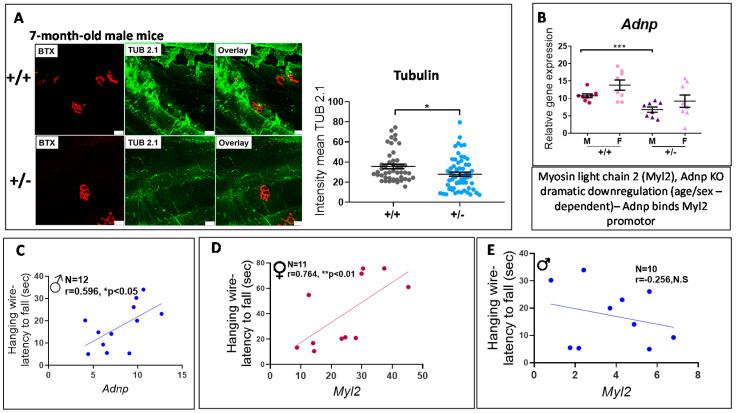 https://cdn.ncbi.nlm.nih.gov/pmc/blobs/7263/7603382/bc8551710af5/cells-09-02320-g005.jpg