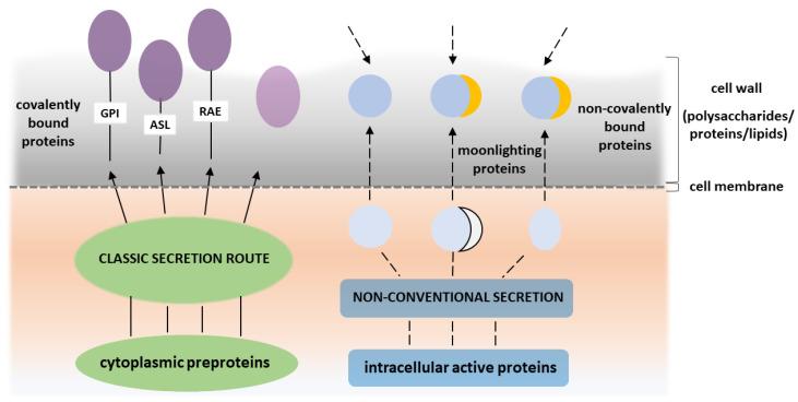 https://cdn.ncbi.nlm.nih.gov/pmc/blobs/7264/7409194/ce31c7106315/microorganisms-08-01046-g001.jpg