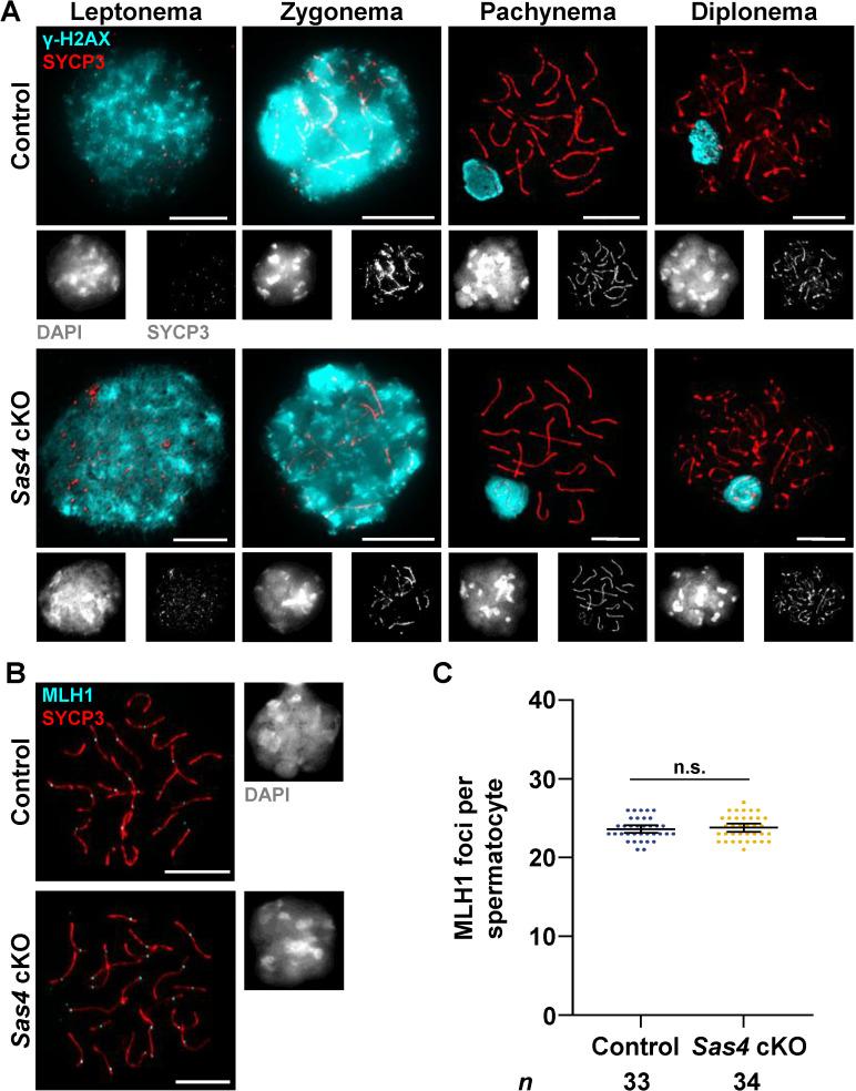 https://cdn.ncbi.nlm.nih.gov/pmc/blobs/726a/12064039/2658cc341e99/pgen.1011698.g002.jpg