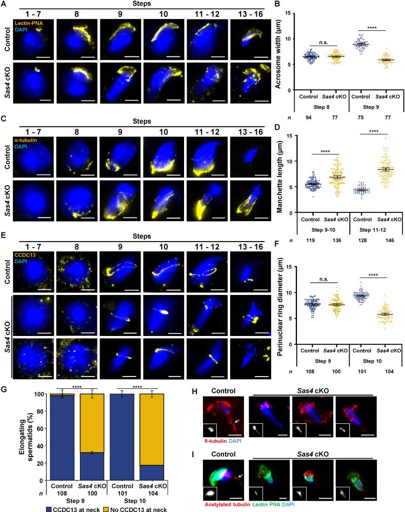 https://cdn.ncbi.nlm.nih.gov/pmc/blobs/726a/12064039/5c01354df854/pgen.1011698.g007.jpg