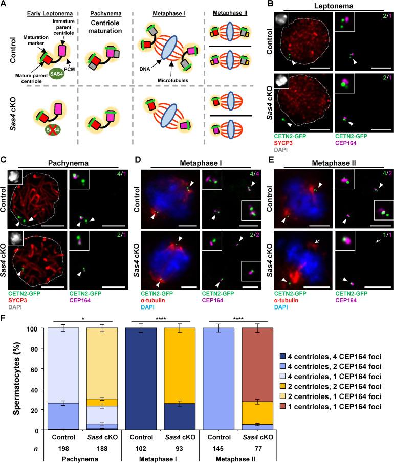 https://cdn.ncbi.nlm.nih.gov/pmc/blobs/726a/12064039/652450a551d3/pgen.1011698.g004.jpg