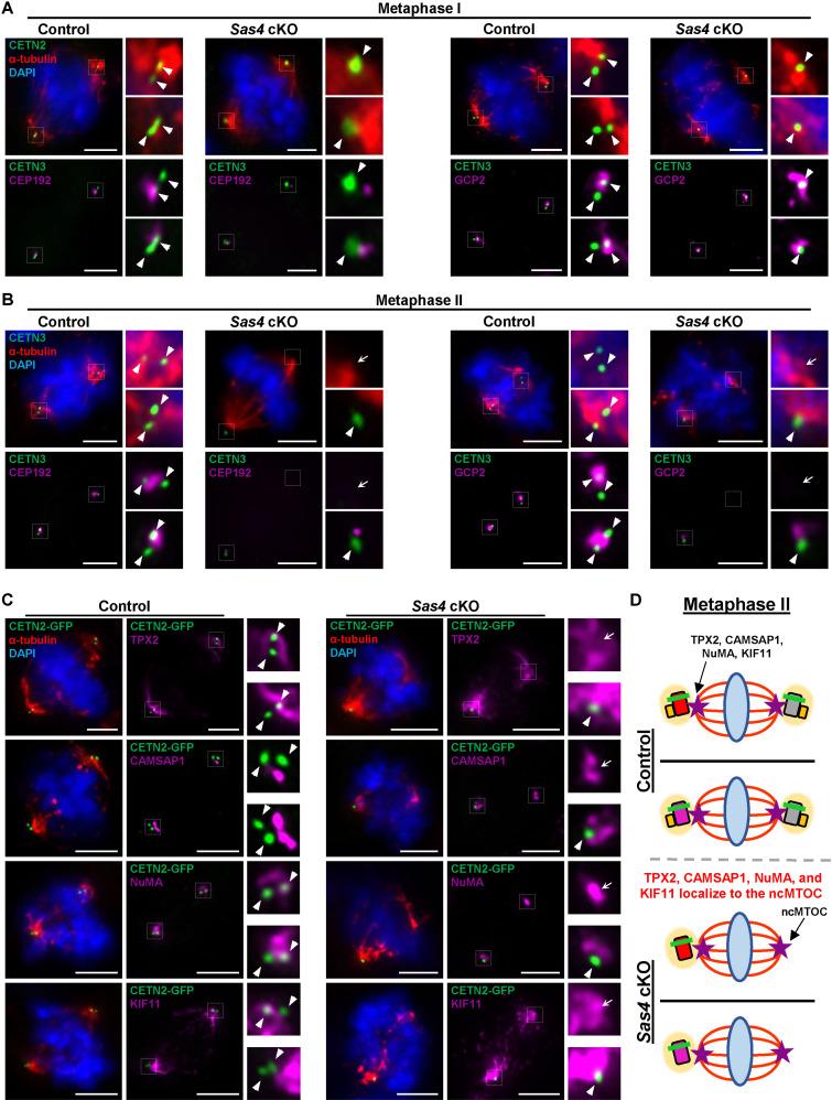 https://cdn.ncbi.nlm.nih.gov/pmc/blobs/726a/12064039/8149648a2234/pgen.1011698.g005.jpg