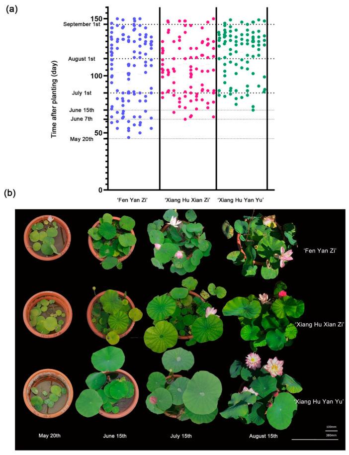 https://cdn.ncbi.nlm.nih.gov/pmc/blobs/726b/10140858/555b422c8d61/plants-12-01683-g004.jpg