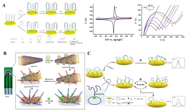 https://cdn.ncbi.nlm.nih.gov/pmc/blobs/726b/11648401/e2fdf3b8296c/evcna-5-2-165.fig.4.jpg
