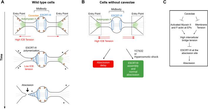 https://cdn.ncbi.nlm.nih.gov/pmc/blobs/726b/9730121/d3bc48db3459/fcell-10-1046617-g004.jpg