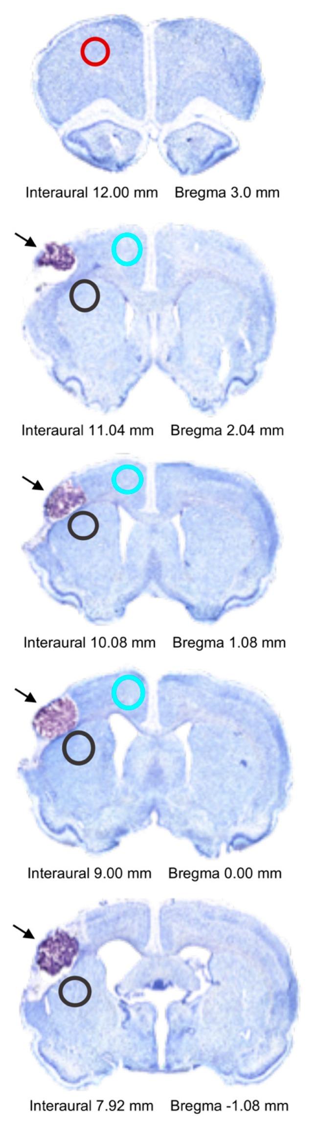 https://cdn.ncbi.nlm.nih.gov/pmc/blobs/7270/6321015/57583259d7e0/ijms-19-03782-g0A1.jpg