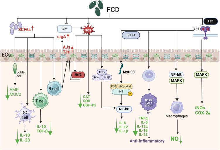 https://cdn.ncbi.nlm.nih.gov/pmc/blobs/7275/12286961/6085b6f7b894/fcimb-15-1626614-g004.jpg