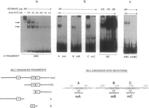 https://cdn.ncbi.nlm.nih.gov/pmc/blobs/7277/50993/0300090e5b3b/pnas01054-0169-a.jpg