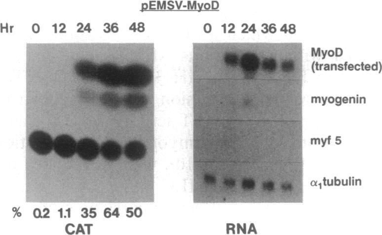 https://cdn.ncbi.nlm.nih.gov/pmc/blobs/7277/50993/f78585d174fe/pnas01054-0171-a.jpg