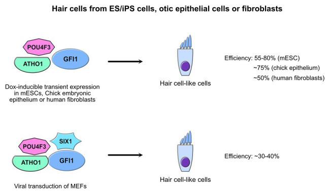 https://cdn.ncbi.nlm.nih.gov/pmc/blobs/7279/7649360/7eb4f86421db/fgene-11-591099-g004.jpg