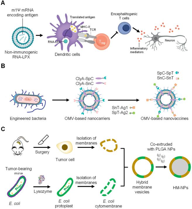 https://cdn.ncbi.nlm.nih.gov/pmc/blobs/727a/10471115/57ff689625c5/j_mr-2022-0047_fig_006.jpg