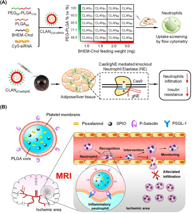 https://cdn.ncbi.nlm.nih.gov/pmc/blobs/727a/10471115/942db626cb82/j_mr-2022-0047_fig_007.jpg