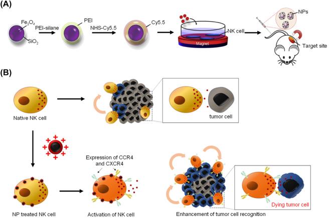 https://cdn.ncbi.nlm.nih.gov/pmc/blobs/727a/10471115/f229c8559253/j_mr-2022-0047_fig_009.jpg
