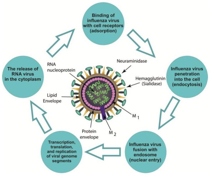 https://cdn.ncbi.nlm.nih.gov/pmc/blobs/727a/6627559/881db12248b0/marinedrugs-17-00373-g001.jpg