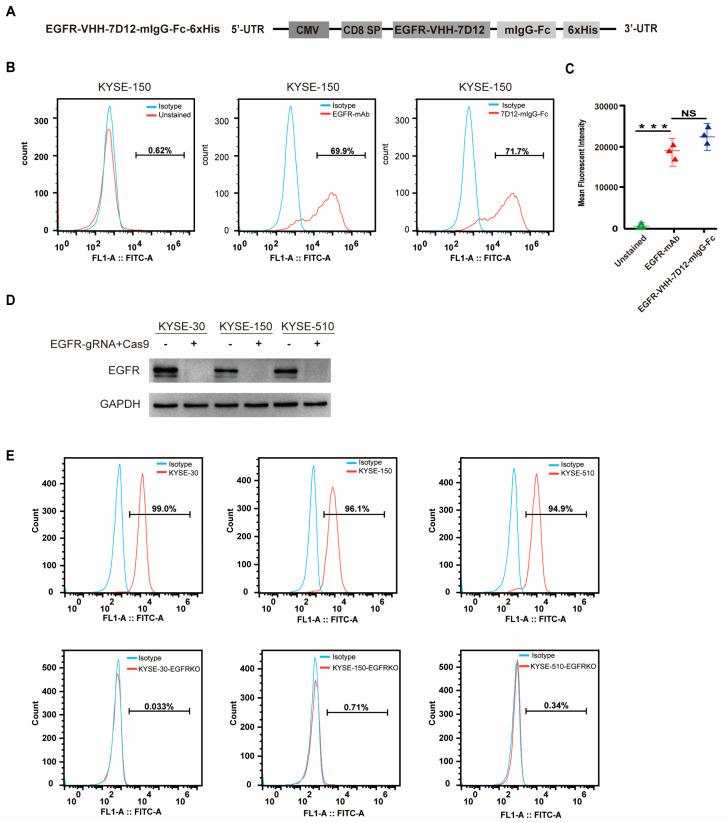 https://cdn.ncbi.nlm.nih.gov/pmc/blobs/7284/12292304/4cb9a65bf3af/biomedicines-13-01598-g002.jpg