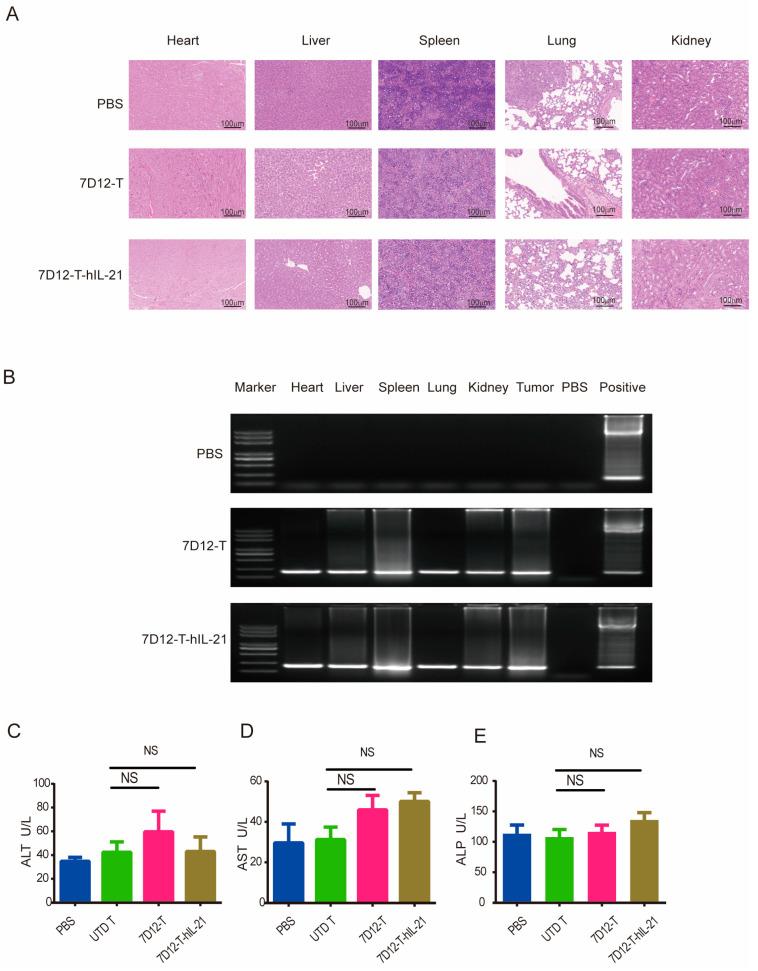 https://cdn.ncbi.nlm.nih.gov/pmc/blobs/7284/12292304/ce3ea64fb9bd/biomedicines-13-01598-g007.jpg