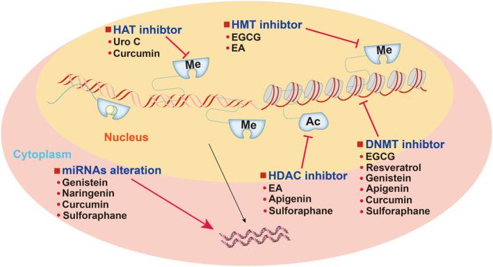 https://cdn.ncbi.nlm.nih.gov/pmc/blobs/7285/10828914/3b94228504eb/PRP2-12-e1171-g011.jpg