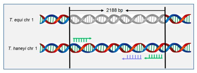 https://cdn.ncbi.nlm.nih.gov/pmc/blobs/7290/10673206/5fe1c28be477/microorganisms-11-02633-g001.jpg