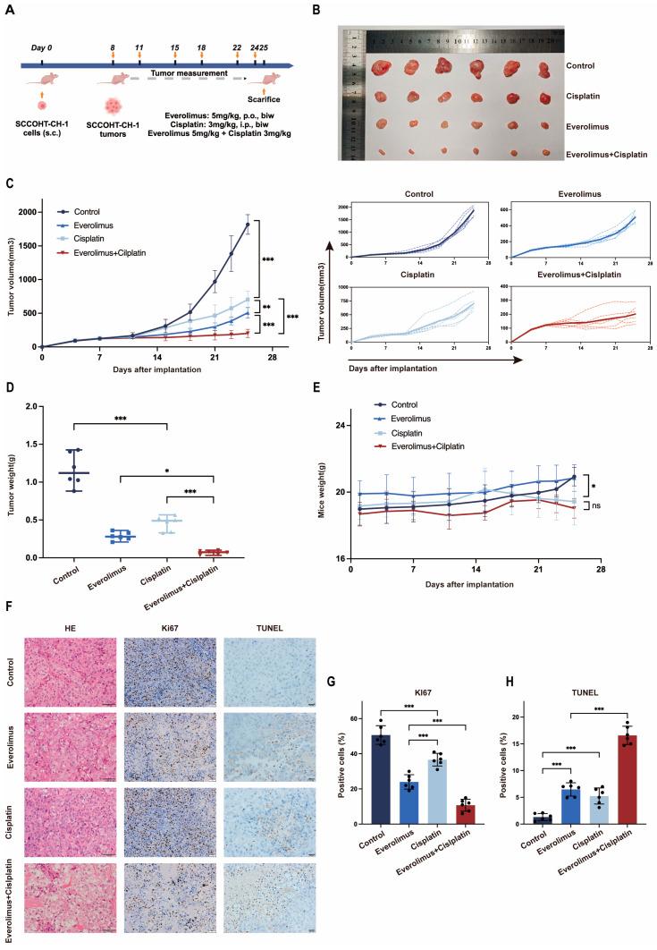 https://cdn.ncbi.nlm.nih.gov/pmc/blobs/7295/11759183/5c397fc7945b/biomedicines-13-00001-g003.jpg