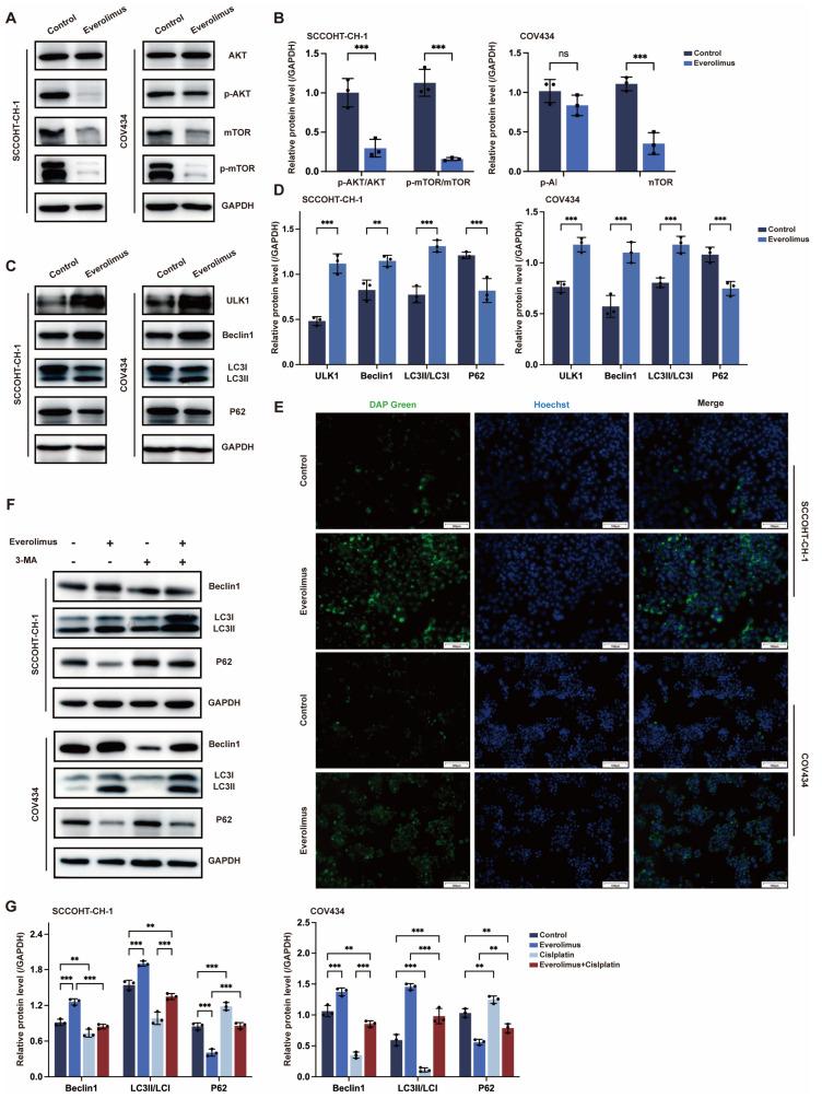 https://cdn.ncbi.nlm.nih.gov/pmc/blobs/7295/11759183/e15233bc91a3/biomedicines-13-00001-g005.jpg