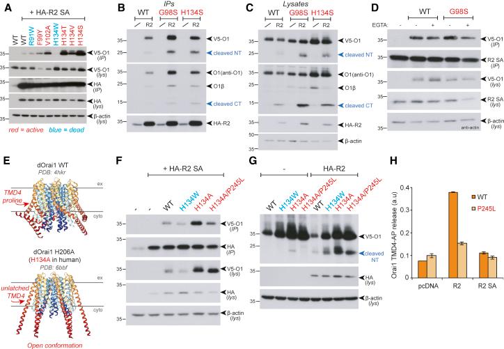 https://cdn.ncbi.nlm.nih.gov/pmc/blobs/7295/8657799/5159eb690e32/gr7.jpg