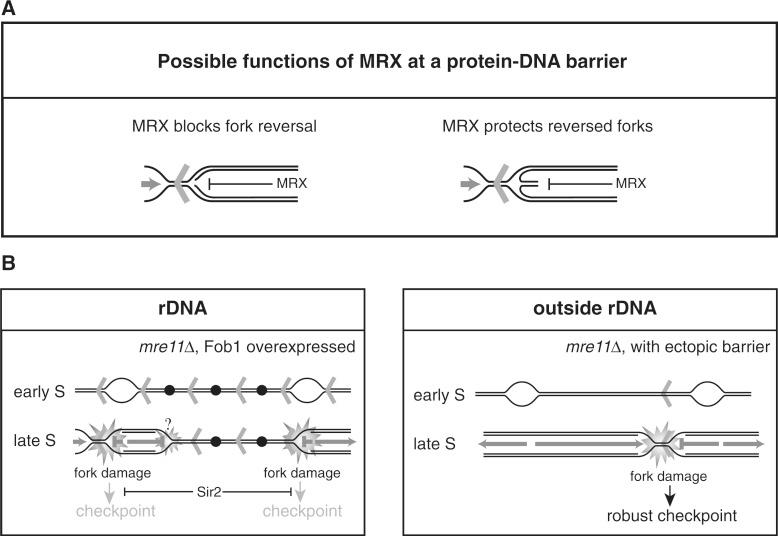 https://cdn.ncbi.nlm.nih.gov/pmc/blobs/7297/3597703/d8e5f5e08096/gkt051f9p.jpg