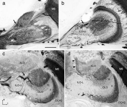 https://cdn.ncbi.nlm.nih.gov/pmc/blobs/7298/5435961/8d142d62415d/CNE-525-2343-g008.jpg