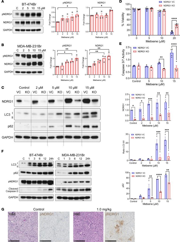 https://cdn.ncbi.nlm.nih.gov/pmc/blobs/7299/10721147/cec9433342ba/jci-133-161142-g049.jpg